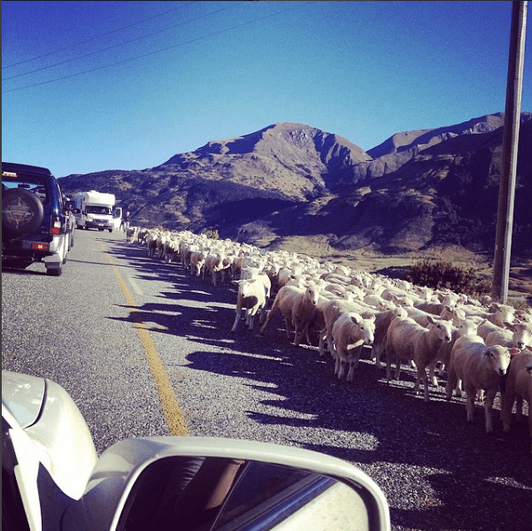A traffic jam caused by sheep in New Zealand!