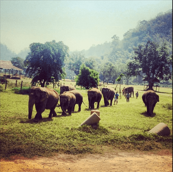 Tinka spent two summers in Thailand, working at an elephant sanctuary. She now sponsors Medo the elephant.